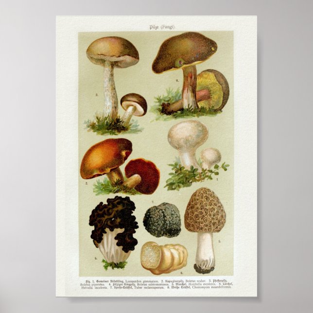Poster Ilustração Botânica Vintage (Frente)