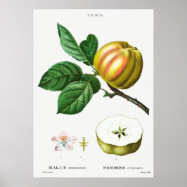 Poster Ilustração Botânica Vintage