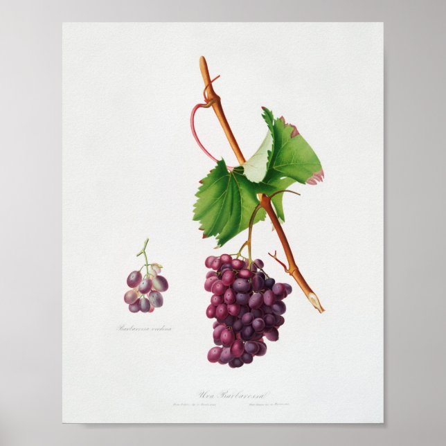 Poster Ilustração Botânica Vintage (Frente)