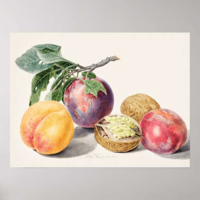 Poster Ilustração Botânica Vintage (Frente)