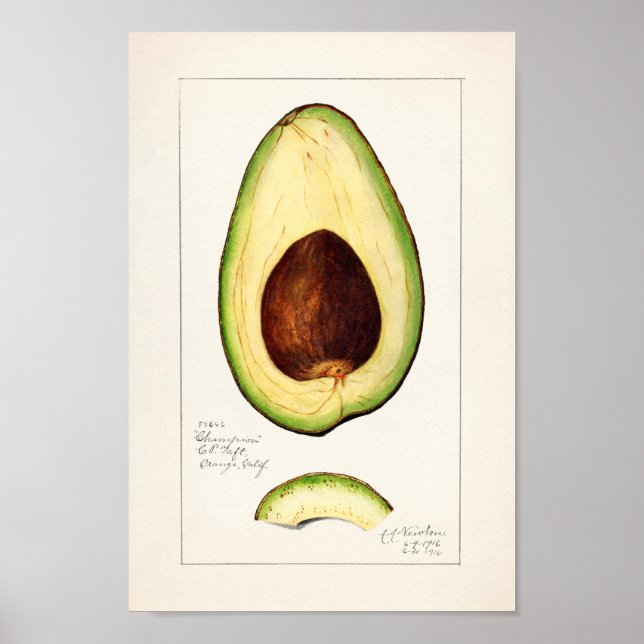 Poster Ilustração Botânica Vintage (Frente)