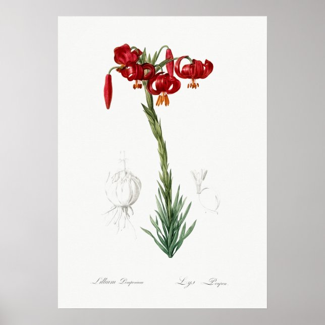 Poster Ilustração Botânica Vintage (Frente)