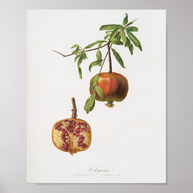 Poster Ilustração Botânica Vintage (Frente)