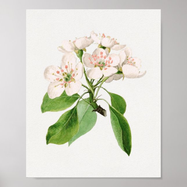 Poster Ilustração Botânica Vintage (Frente)