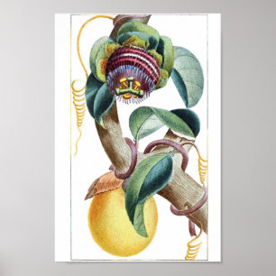 Poster Ilustração Botânica Vintage