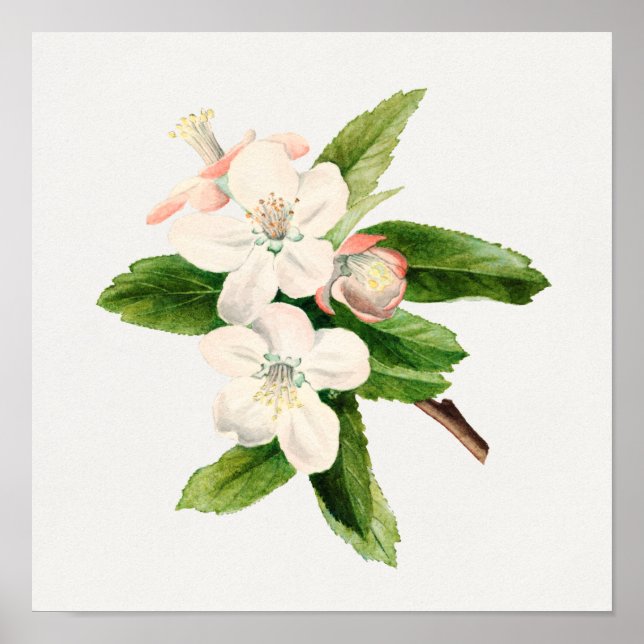 Poster Ilustração Botânica Vintage (Frente)