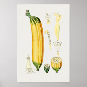 Poster Ilustração Botânica Vintage