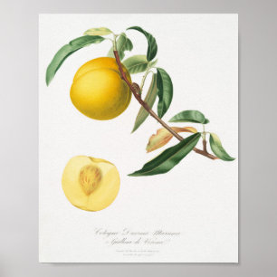 Poster Ilustração Botânica Vintage