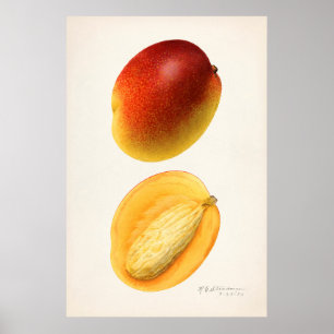 Poster Ilustração Botânica Vintage