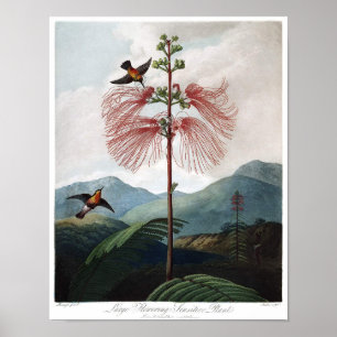 Poster Ilustração Botânica Vintage