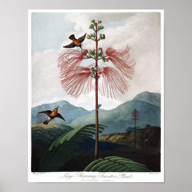 Poster Ilustração Botânica Vintage (Frente)