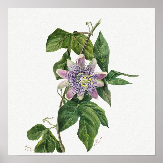 Poster Ilustração Botânica Vintage (Frente)