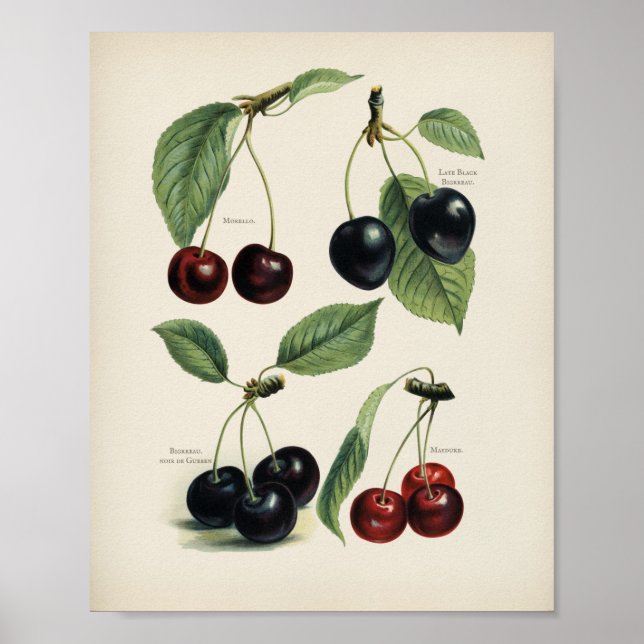 Poster Ilustração Botânica Vintage (Frente)