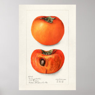 Poster Ilustração Botânica Vintage