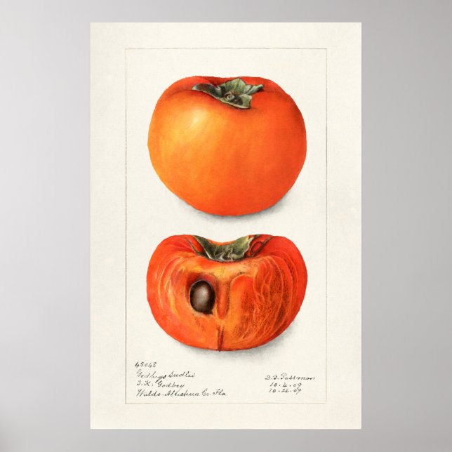 Poster Ilustração Botânica Vintage (Frente)