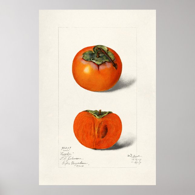 Poster Ilustração Botânica Vintage (Frente)