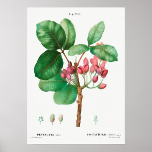Poster Ilustração Botânica Vintage