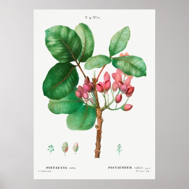 Poster Ilustração Botânica Vintage (Frente)