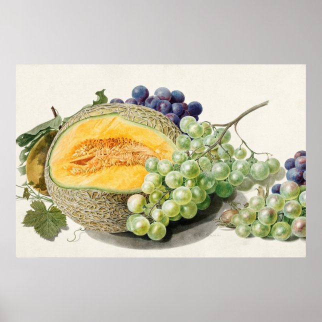 Poster Ilustração Botânica Vintage (Frente)