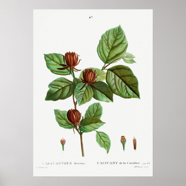 Poster Ilustração Botânica Vintage (Frente)