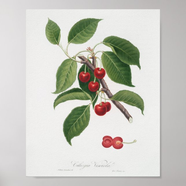 Poster Ilustração Botânica Vintage (Frente)