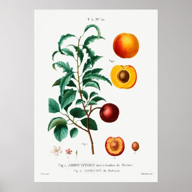 Poster Ilustração Botânica Vintage (Frente)