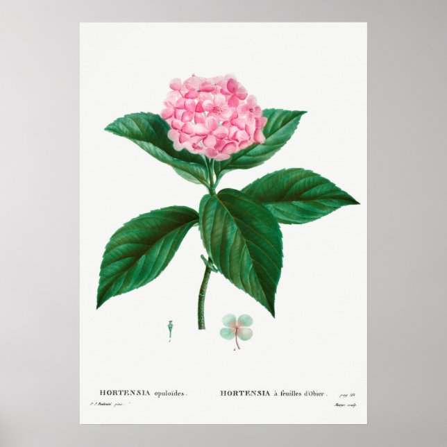 Poster Ilustração Botânica Vintage (Frente)