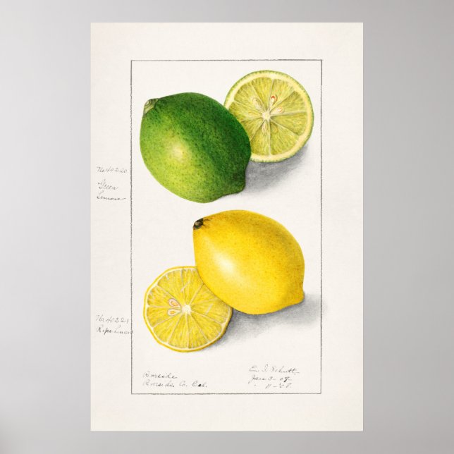 Poster Ilustração Botânica Vintage (Frente)