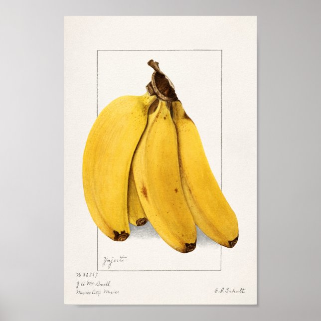 Poster Ilustração Botânica Vintage (Frente)