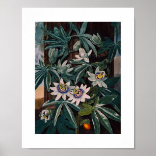 Poster Ilustração Botânica Vintage