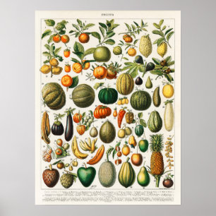 Poster Ilustração Botânica Vintage