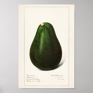 Poster Ilustração Botânica Vintage