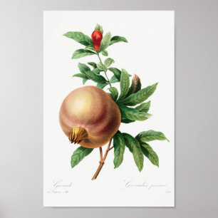 Poster Ilustração Botânica Vintage