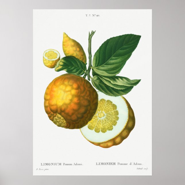 Poster Ilustração Botânica Vintage (Frente)