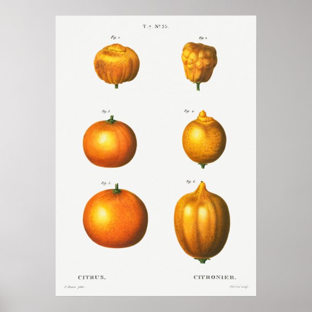 Poster Ilustração Botânica Vintage (Frente)