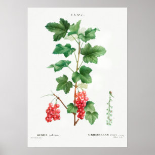 Poster Ilustração Botânica Vintage