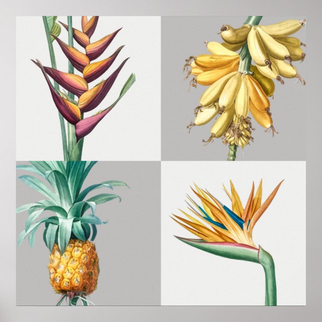 Poster Ilustração Botânica Vintage (Frente)