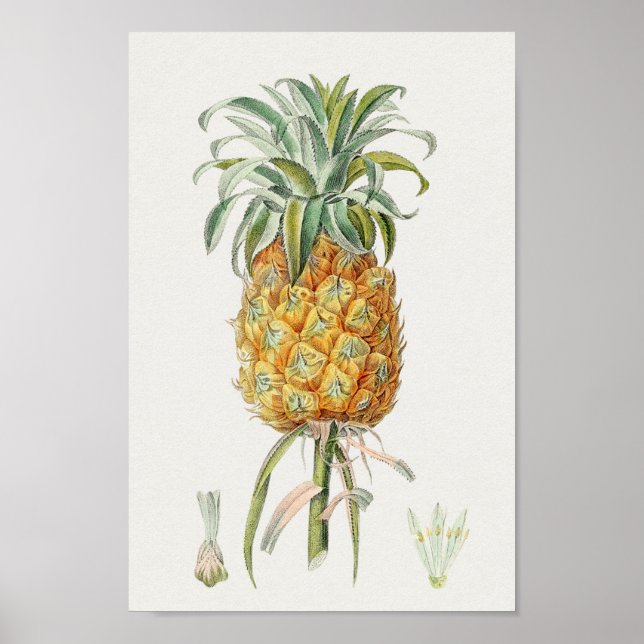 Poster Ilustração Botânica Vintage (Frente)