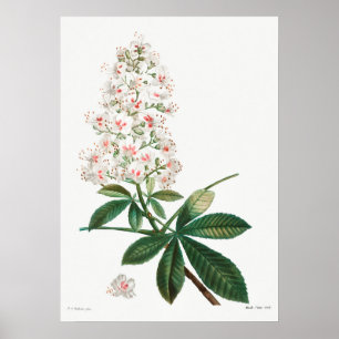 Poster Ilustração Botânica Vintage