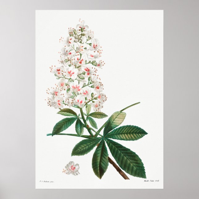 Poster Ilustração Botânica Vintage (Frente)