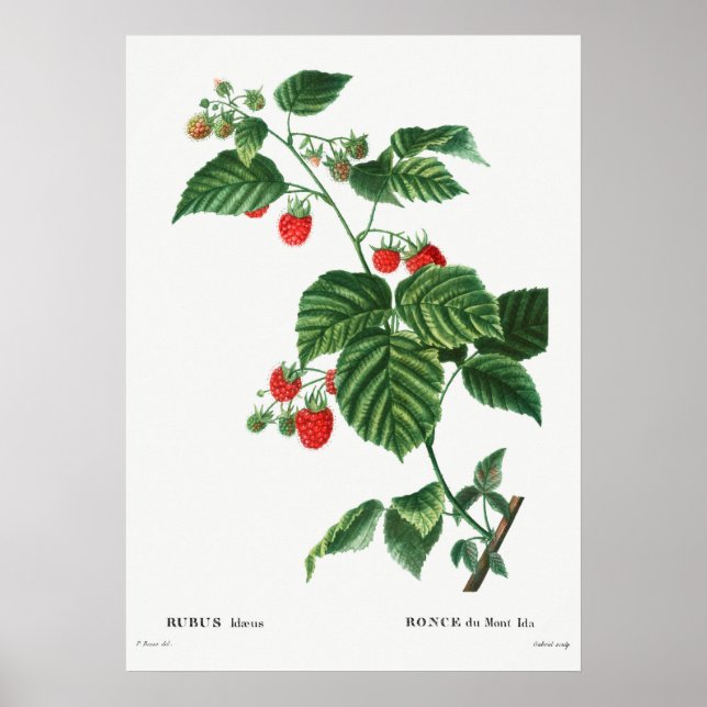 Poster Ilustração Botânica Vintage (Frente)
