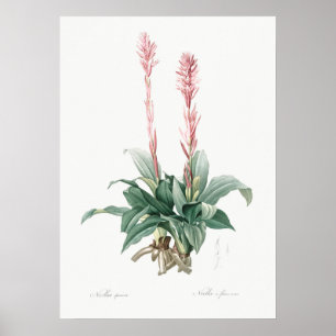 Poster Ilustração Botânica Vintage