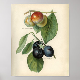 Poster Ilustração Botânica Vintage