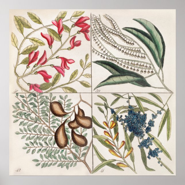Poster Ilustração Botânica Vintage (Frente)