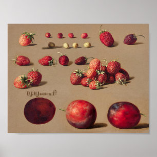 Poster Ilustração Botânica Vintage