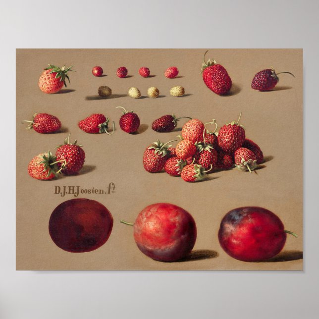 Poster Ilustração Botânica Vintage (Frente)