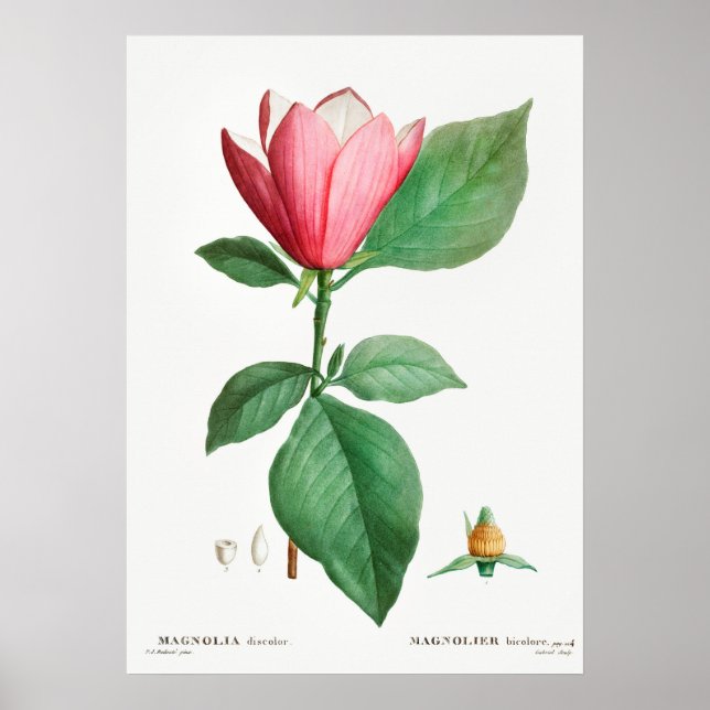 Poster Ilustração Botânica Vintage (Frente)