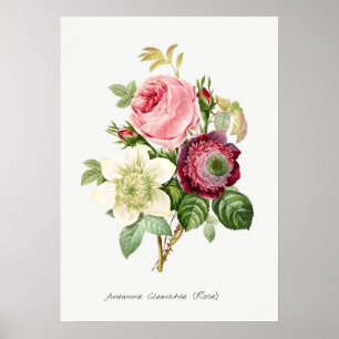 Poster Ilustração Botânica Vintage