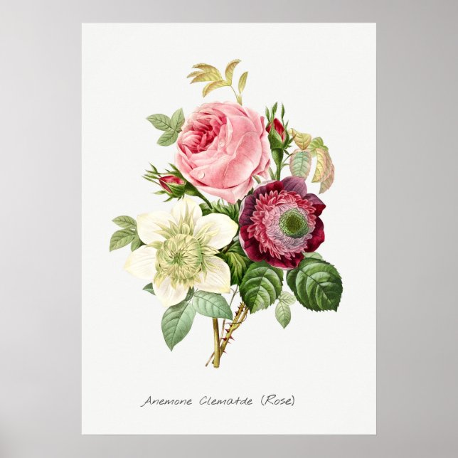 Poster Ilustração Botânica Vintage (Frente)