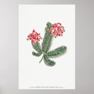 Poster Ilustração Botânica Vintage